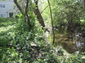 creek_deep_woods