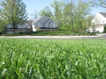 grass_homes