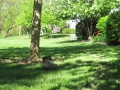 lawn_ducks